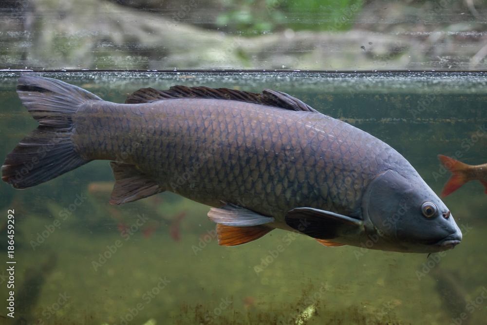 Fototapeta premium Wild common carp (Cyprinus carpio)