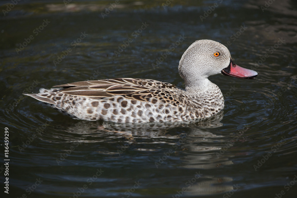Cape teal (Anas capensis) Cape teal (Anas capensis)