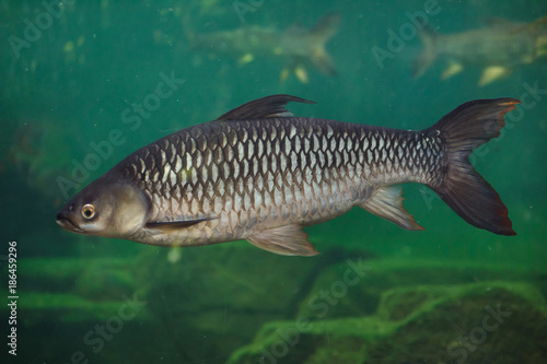 Hoven's carp (Leptobarbus hoevenii)