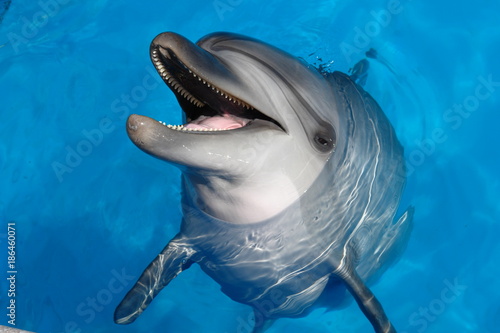 Happy Dolphin