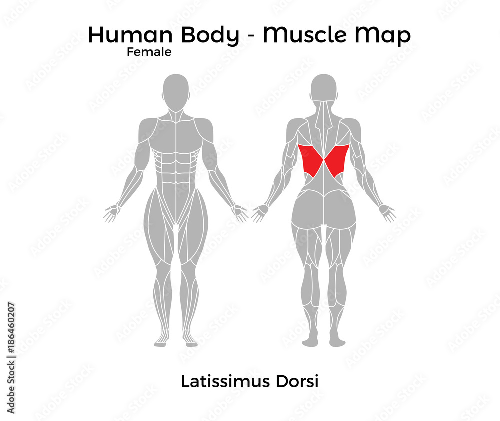 Female Human Body - Muscle map, Latissimus Dorsi. Vector