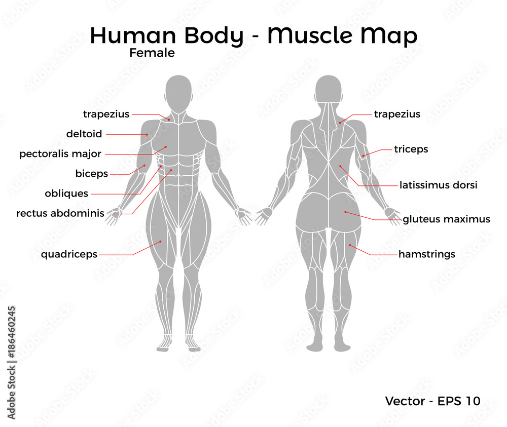 Female Human Body Muscle map, with major muscle names, front and back.  Vector EPS 10 Illustration. Stock Vector