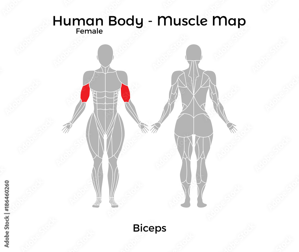 Female Human Body Muscle map, Biceps. Vector Illustration EPS10