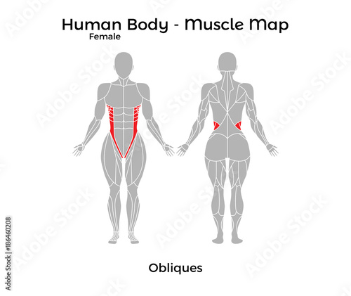 Female Human Body - Muscle map, Obliques. Vector Illustration - EPS10.