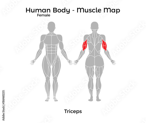 Female Human Body - Muscle map  Triceps. Vector Illustration - EPS10.