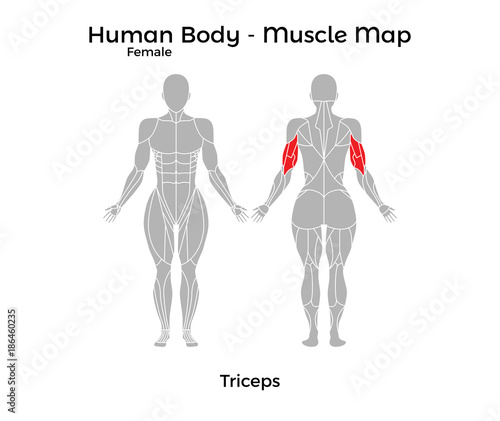 Female Human Body - Muscle map, Triceps. Vector Illustration - EPS10.