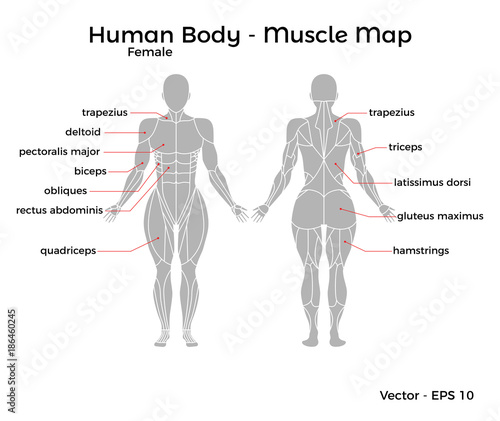 Female Human Body Muscle map, with major muscle names, front and back. Vector EPS 10 Illustration.