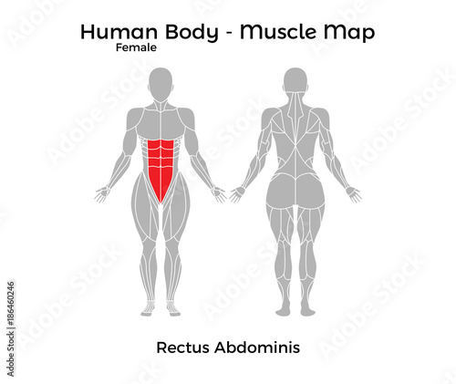 Female Human Body - Muscle map, Rectus Abdominis. Vector Illustration - EPS10.