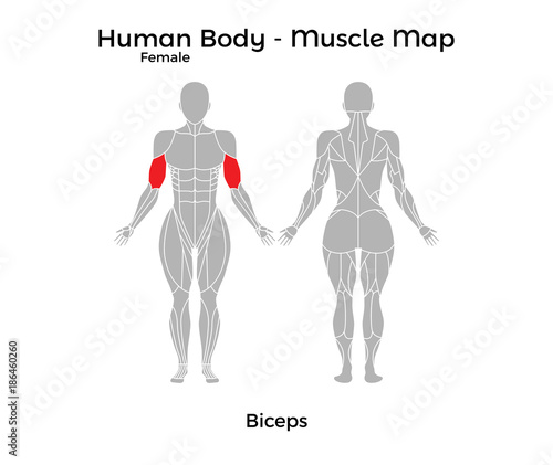 Female Human Body - Muscle map, Biceps. Vector Illustration - EPS10.