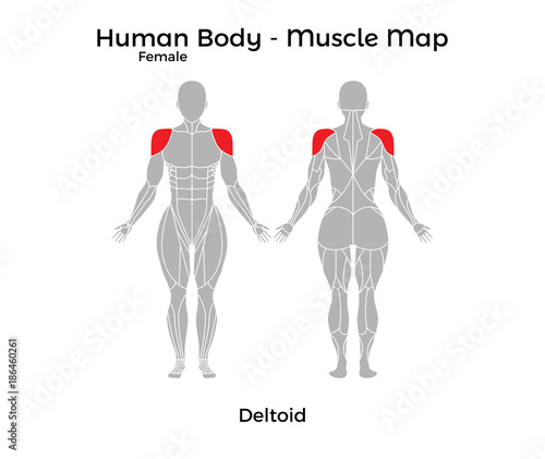 Female Human Body - Muscle map, Deltoid. Vector Illustration - EPS10.