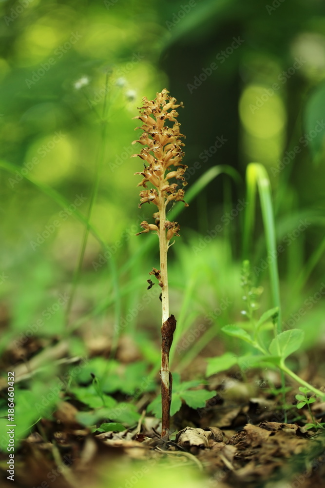 Neottia nidus-avis. It is widespread in Europe, Asia Minor, Caucasus, Siberia and North Africa. The Orchid favors deciduous forests. Free nature. A rare orchid. Wild nature. Czech nature. Spring natur