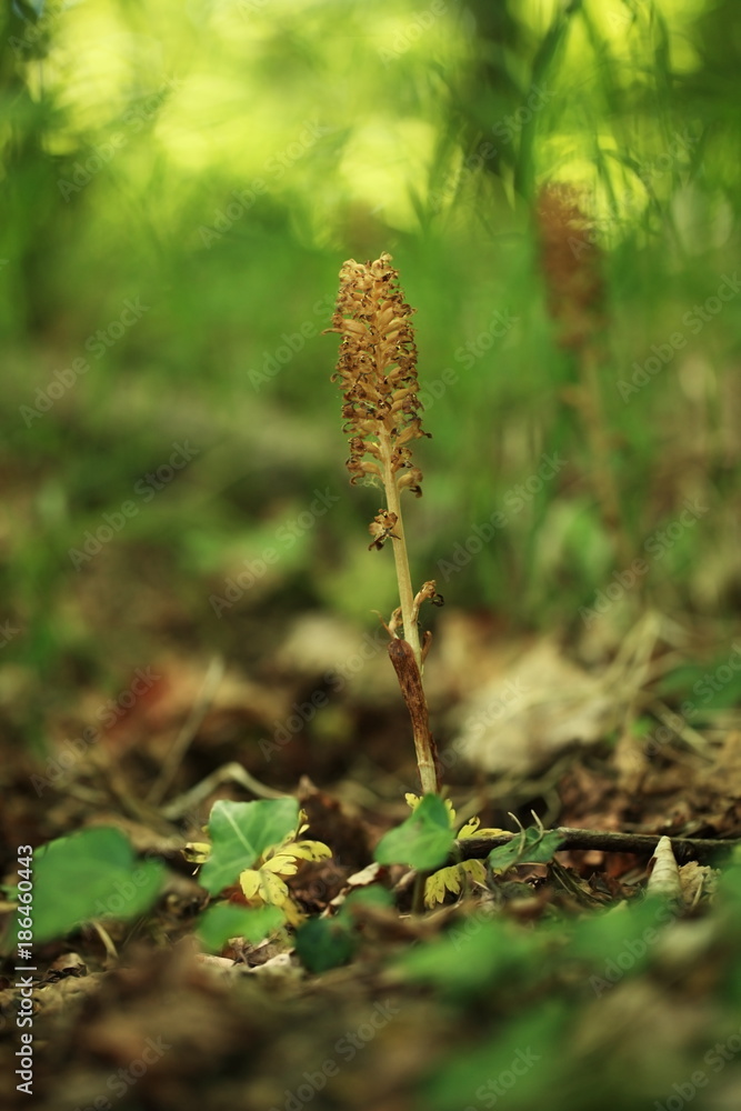 Neottia nidus-avis. It is widespread in Europe, Asia Minor, Caucasus, Siberia and North Africa. The Orchid favors deciduous forests. Free nature. A rare orchid. Wild nature. Czech nature. Spring natur Neottia nidus-avis. It is widespread in Europe, Asia Minor, Caucasus, Siberia and North Africa. The Orchid favors deciduous forests. Free nature. A rare orchid. Wild nature. Czech nature. Spring natur