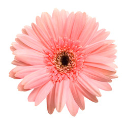 Pink gerber isolated on white background