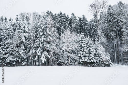 Winter forest landscape © nataliafrei