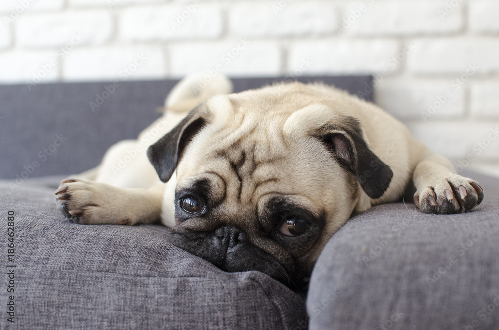 Small cute dog breed pug lying on pillows and looking straight - obrazy, fototapety, plakaty 