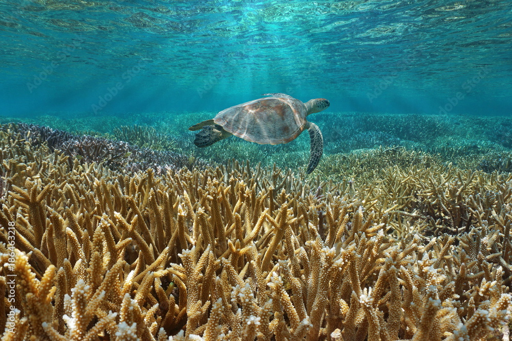 Naklejka premium Rafa koralowa pod wodą z zielonym żółwiem morskim pływającym między powierzchnią wody a koralowcami, Ocean Spokojny, Nowa Kaledonia, Oceania