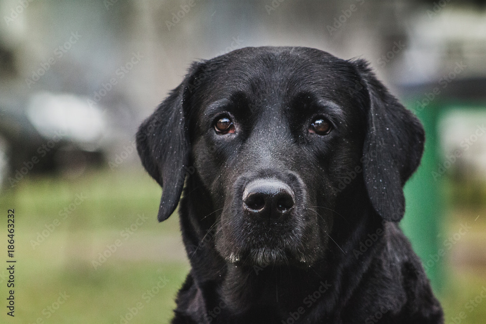 Black Labrador Retriever, portrait Black Labrador Retriever, portrait