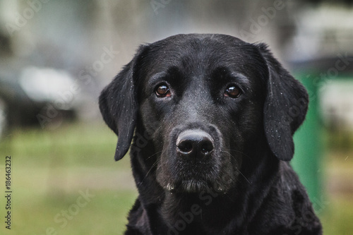 Black Labrador Retriever, portrait