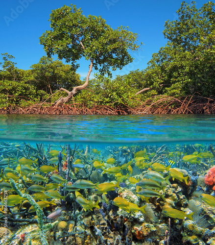 Foto Split image above and below water surface with mangrove and a shoal of tropical