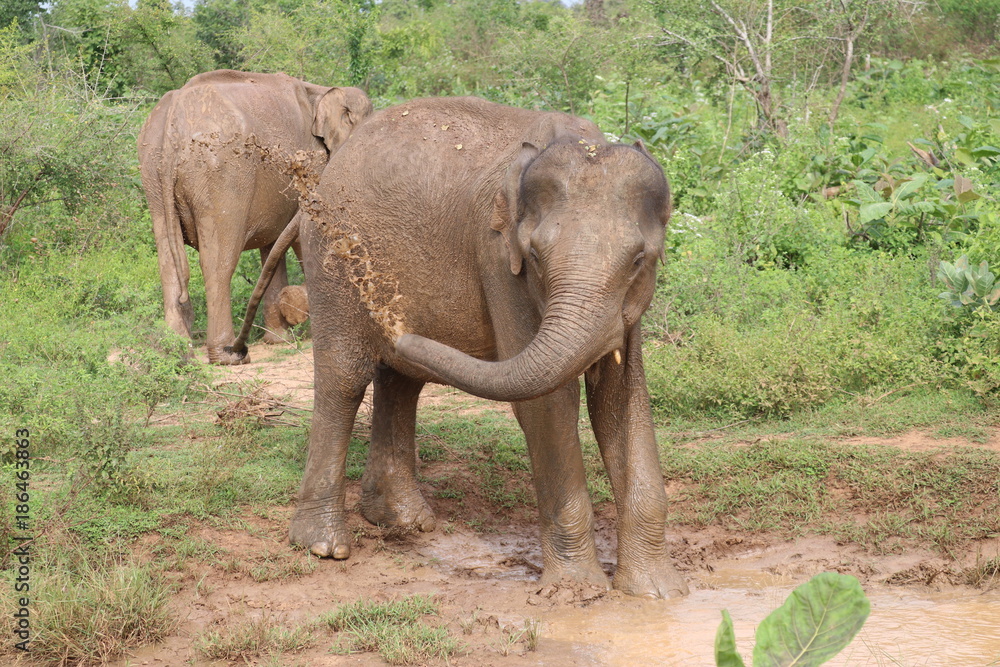 Fototapeta premium Elefant Uda Walawe Nationalpark Sri Lanka