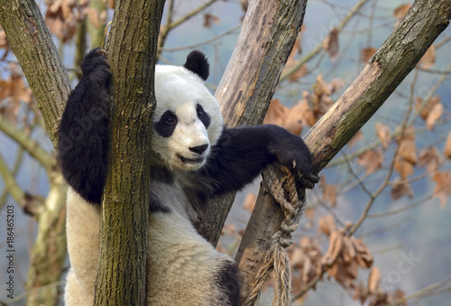 Fototapeta Naklejka Na Ścianę i Meble -  Giant Panda near Chengdu, Sichuan Province, China