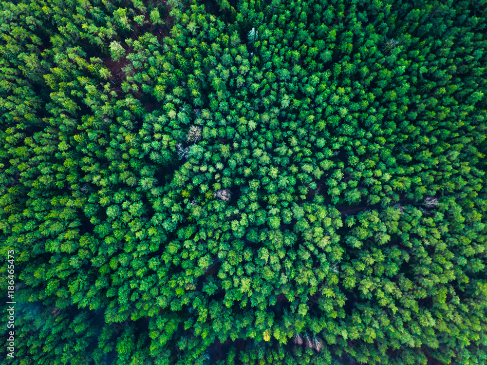 Green trees background in Lithuania, Europe