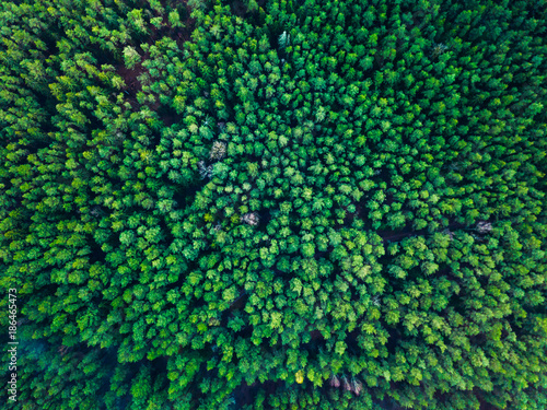 Green trees background in Lithuania, Europe © lukjonis