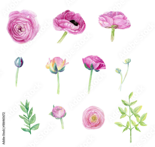 Fototapeta Naklejka Na Ścianę i Meble -  Ranunculus handpainted watercolor clip art floral illustration wedding set flower spring beautiful holiday invitation 