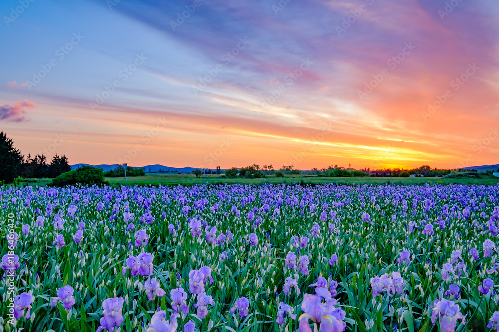 Champ de fleurs d'iris . Lever de soleil. Provence, France.