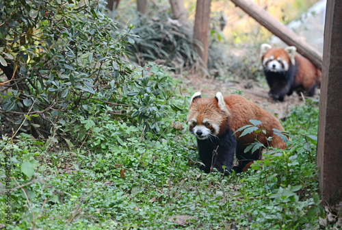 Fototapeta Naklejka Na Ścianę i Meble -  Red Panda or Lesser Panda near Chengdu, Sichuan Province, China