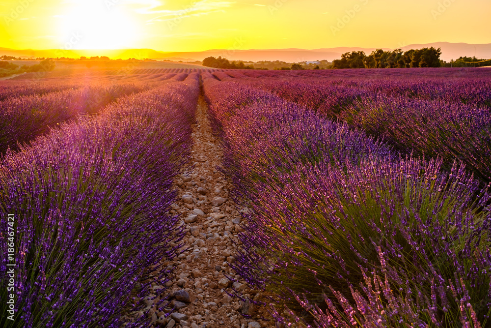 Champ de lavande en fleurs. Coucher de soleil. Provence, France.
