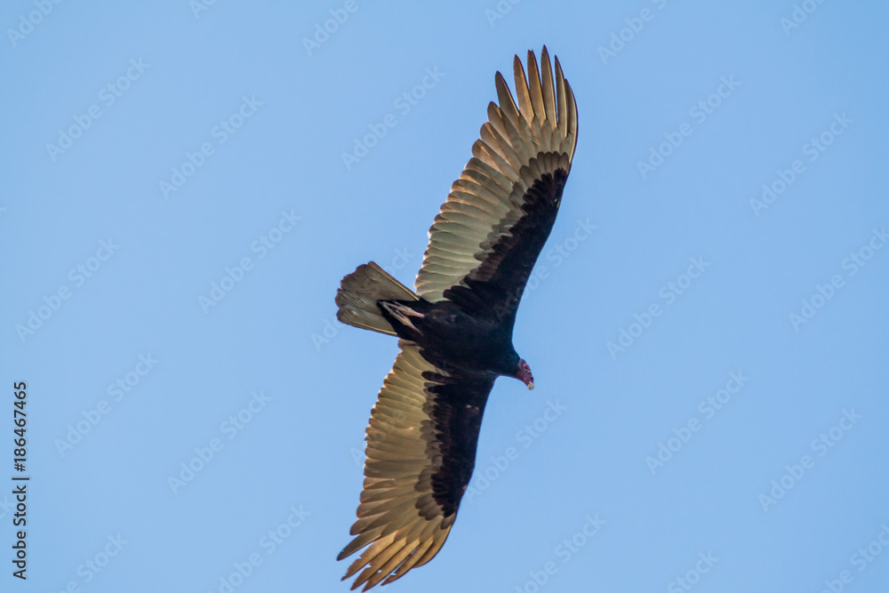 Turkey vulture (Cathartes aura) near Playa Giron village, Cuba Turkey vulture (Cathartes aura) near Playa Giron village, Cuba