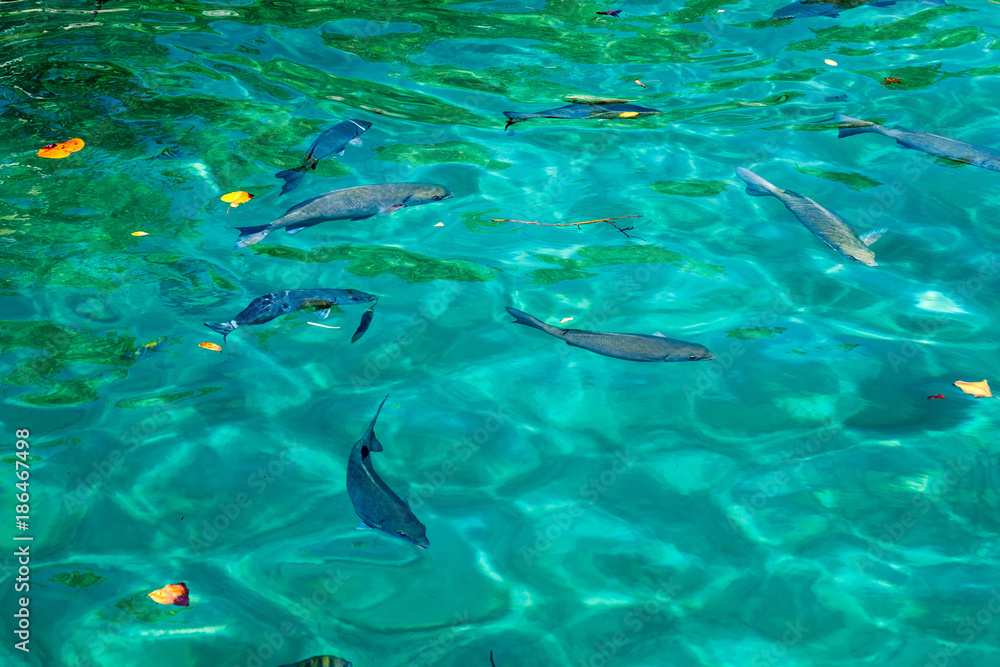 Fototapeta premium Fish at a coast of Pay of Pigs near Playa Giron village, Cuba