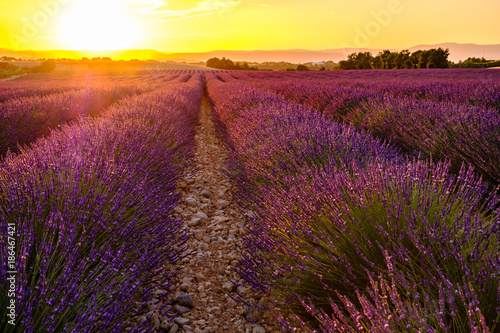 Champ de lavande en fleurs. Coucher de soleil. Provence, France.
