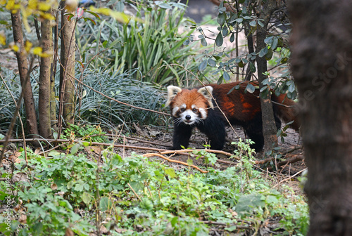 Fototapeta Naklejka Na Ścianę i Meble -  Red Panda or Lesser Panda near Chengdu, Sichuan Province, China
