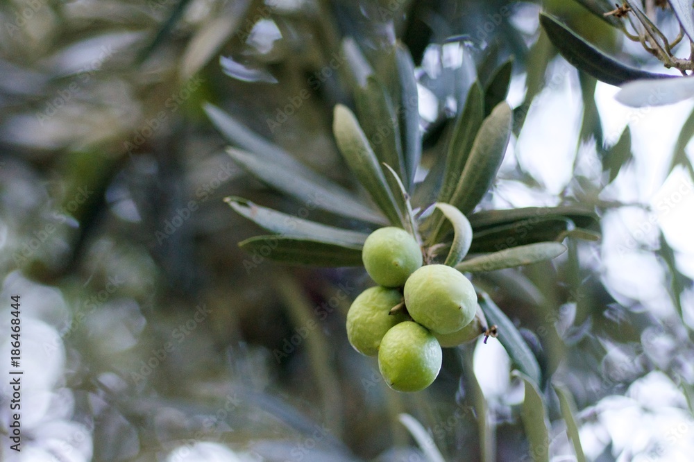 green olives on a tree with green leaves green olives on a tree with green leaves