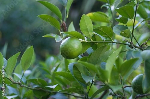 green lemons on the tree