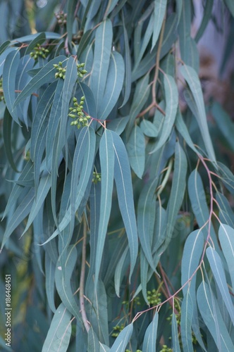green eucalyptus leaves on the tree