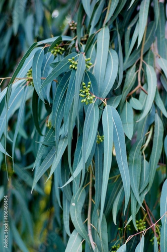 green eucalyptus leaves on the tree