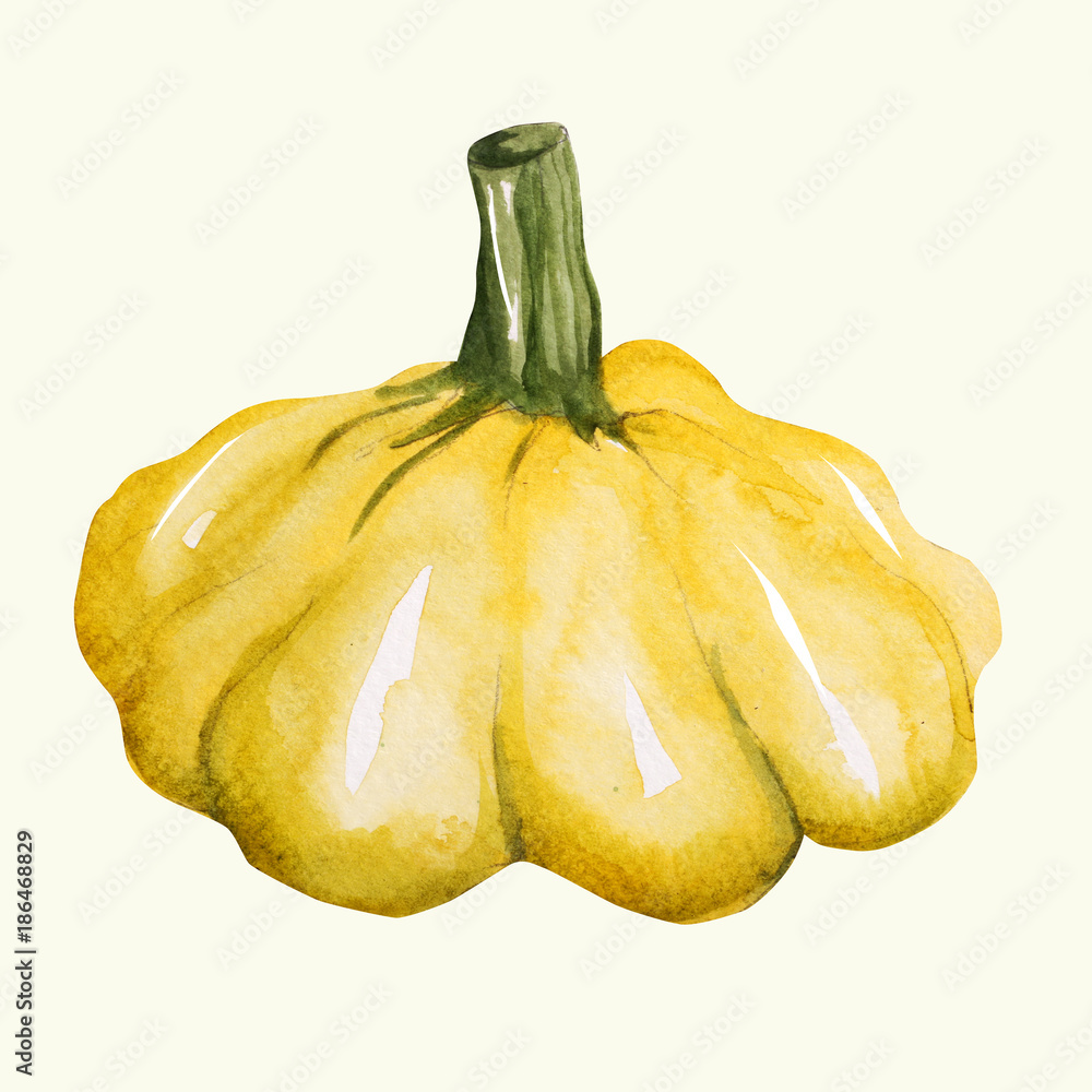 Patison - ilustracja ręcznie malowana