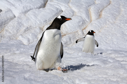 Gentoo Penguins on Danko Island in Antarctica