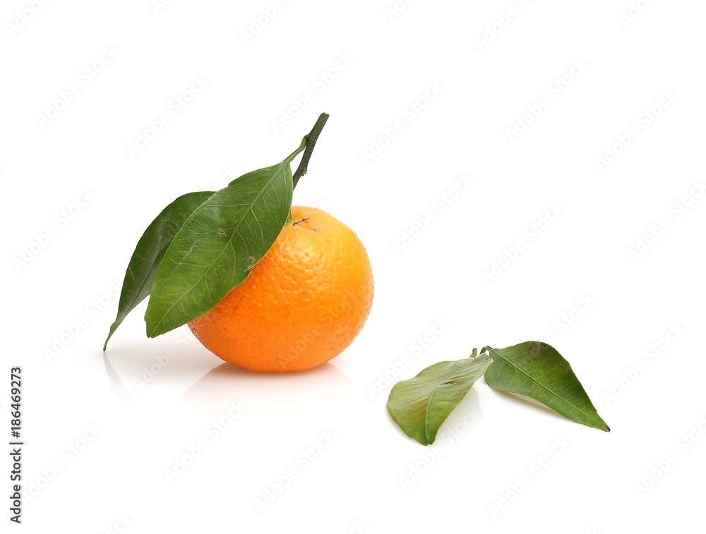 Mandarins with fresh green sprig isolated on white background Mandarins with fresh green sprig isolated on white background