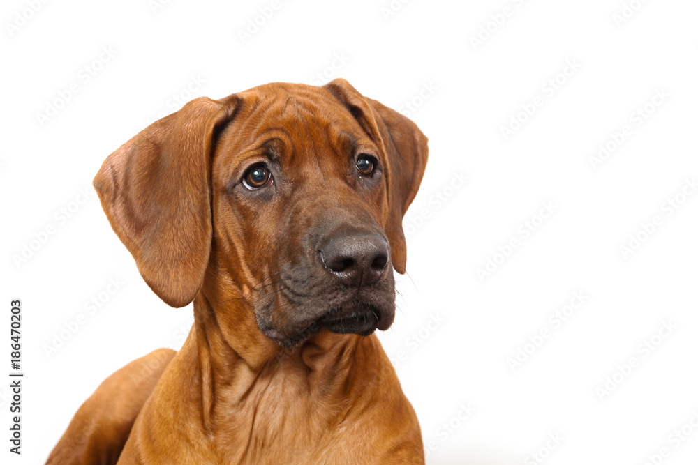 Rhodesian ridgeback puppy portrait