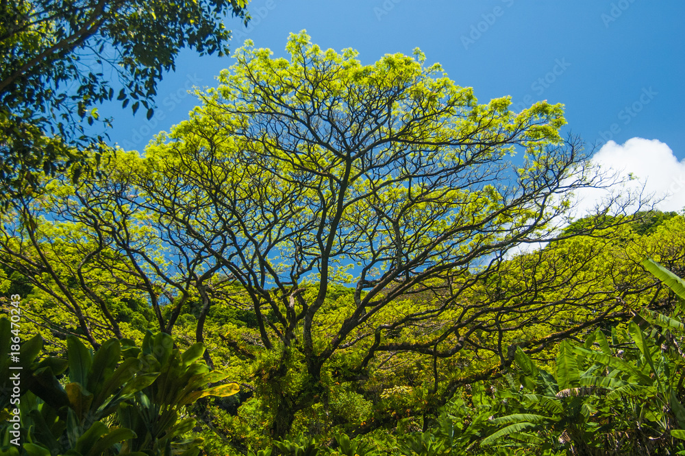Tree scene in Maui Tree scene in Maui