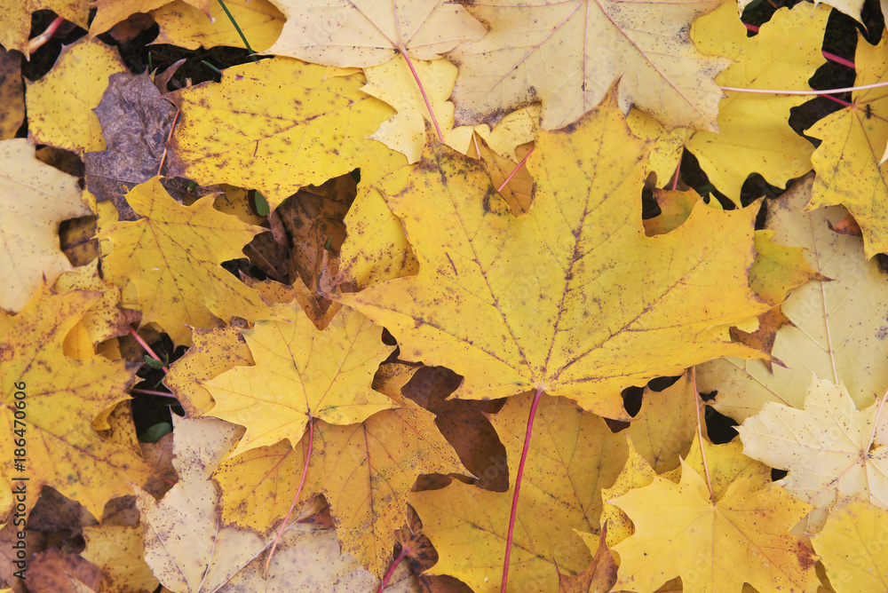 Fototapeta premium dry yellow leaves in Autumn texture background