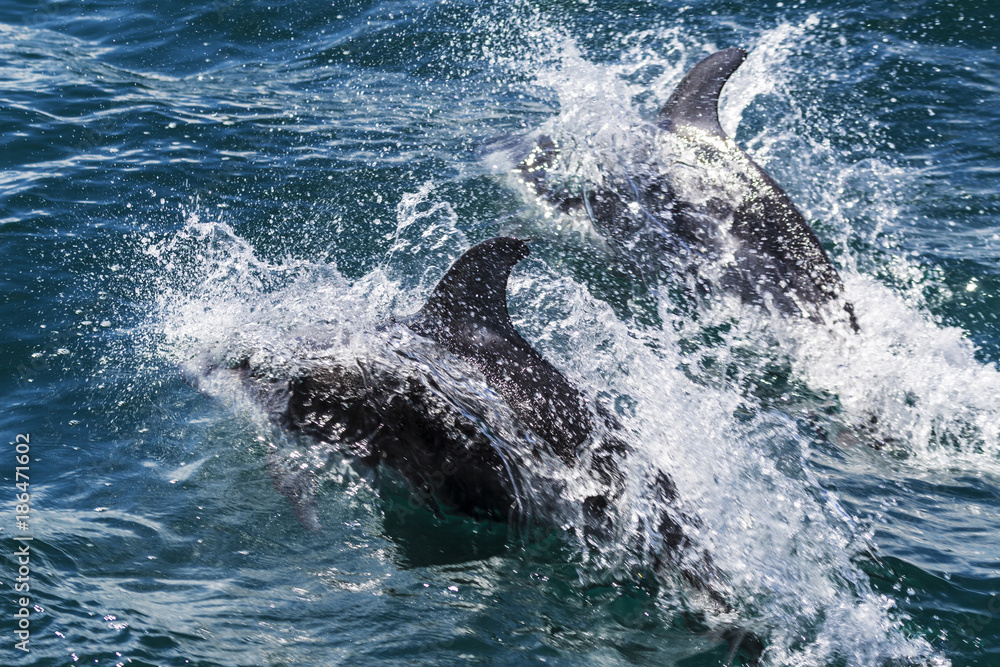 Two California common dophins play in the ocean.