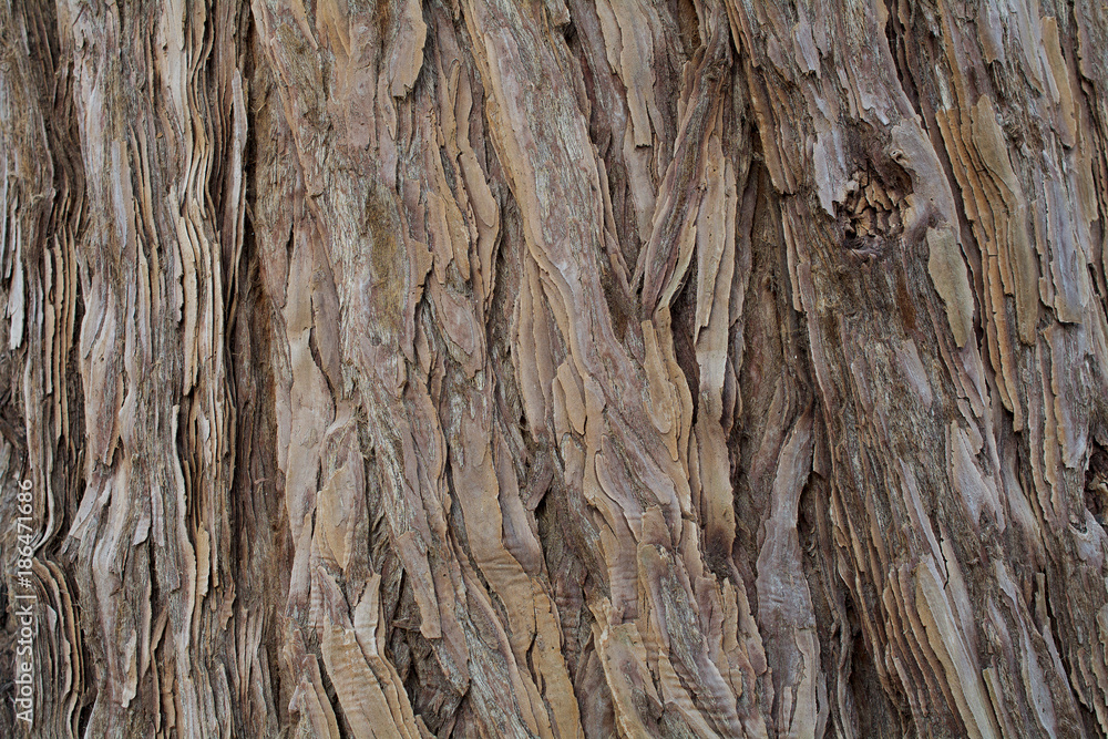 Bark of Sequoia sempervirens - wood texture and background Bark of Sequoia sempervirens - wood texture and background