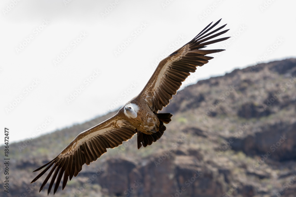 Obraz premium Griffon Vulture In Flight