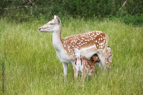 Fototapeta Naklejka Na Ścianę i Meble -  Female fallow deer feeding 2 small in the nature