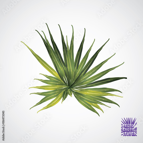 Vector green palm leaf. 